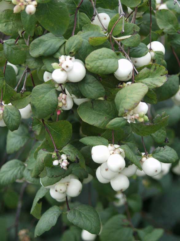 valkolumimarja